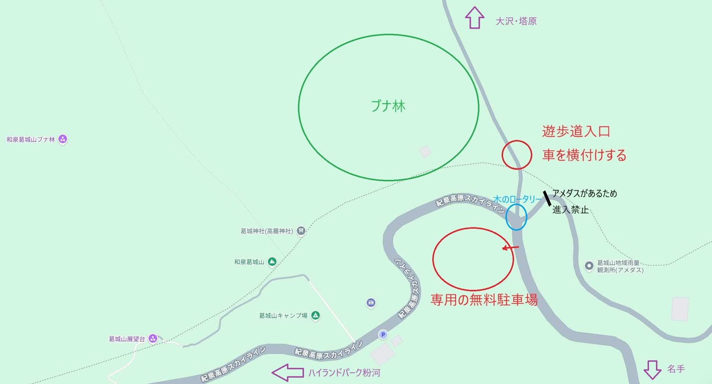 和泉葛城山ブナ林の遊歩道入口と専用無料駐車場を示した地図